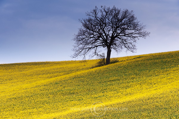 Rapeseed fields, Tuscany - Colza et arbres, Toscane -  it01087