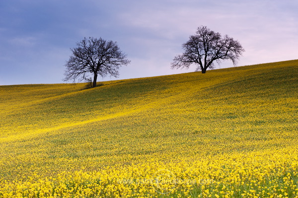 Rapeseed fields, Tuscany - Colza et arbres, Toscane - it01088