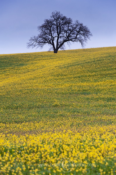 Rapeseed fields, Tuscany - Colza et arbres, Toscane - it01306
