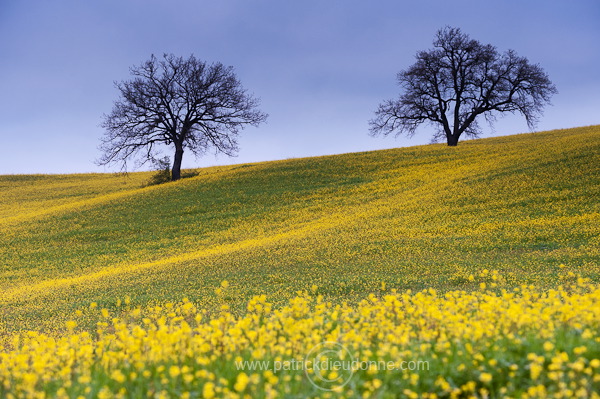 Rapeseed fields, Tuscany - Colza et arbres, Toscane - it01307