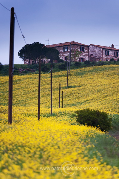 Rapeseed fields, Tuscany - Colza et arbres, Toscane - it01310