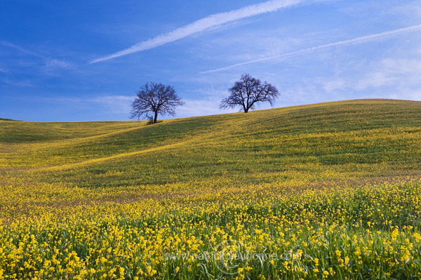 Rapeseed fields, Tuscany - Colza et arbres, Toscane - it01348
