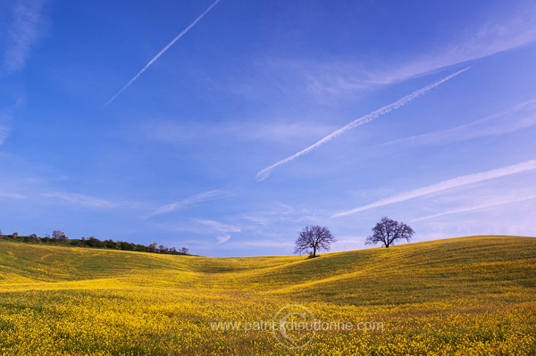 Rapeseed fields, Tuscany - Colza et arbres, Toscane - it01350