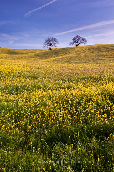 Rapeseed fields, Tuscany - Colza et arbres, Toscane - it01351