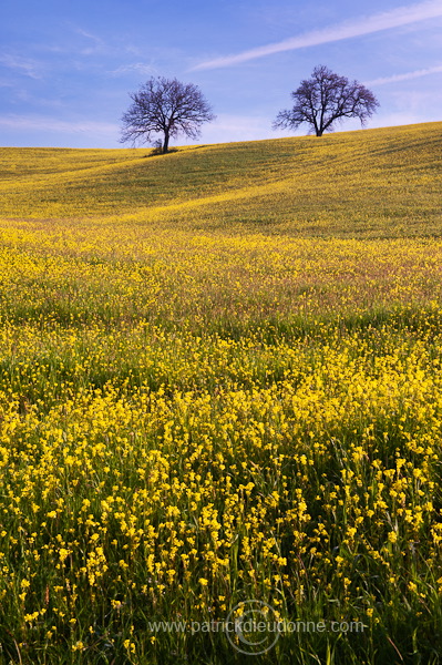 Rapeseed fields, Tuscany - Colza et arbres, Toscane - it01352