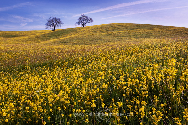 Rapeseed fields, Tuscany - Colza et arbres, Toscane - it01353