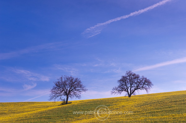 Rapeseed fields, Tuscany - Colza et arbres, Toscane - it01354
