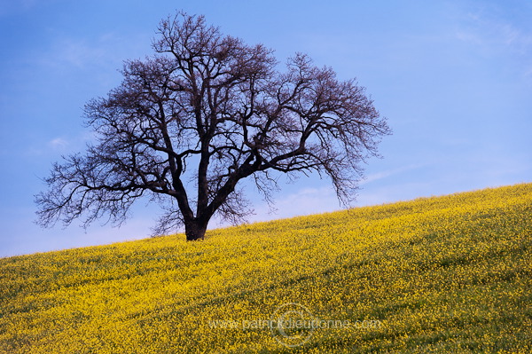Rapeseed fields, Tuscany - Colza et arbres, Toscane - it01356