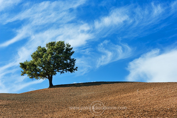 Lone tree, Tuscany - Arbre solitaire, Toscane - it01484