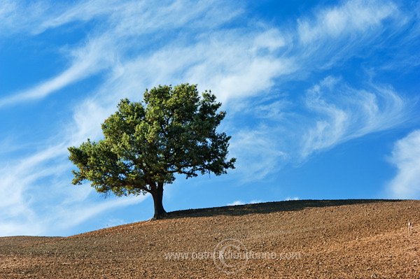 Lone tree, Tuscany - Arbre solitaire, Toscane - it01485