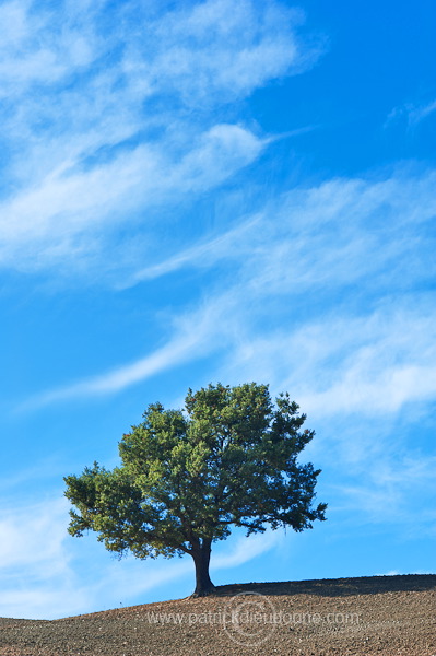 Lone tree, Tuscany - Arbre solitaire, Toscane - it01486