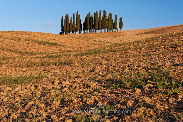 Cypress grove, Tuscany - Bosquet de cypres, Toscane - it01764