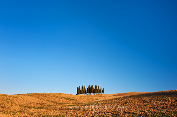 Cypress grove, Tuscany - Bosquet de cypres, Toscane - it01765