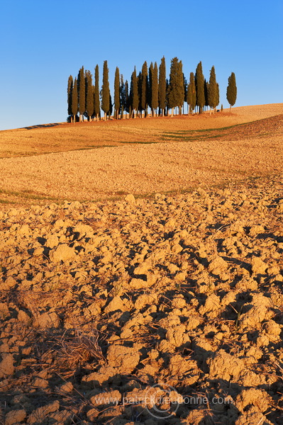 Cypress grove, Tuscany - Bosquet de cypres, Toscane - it01767