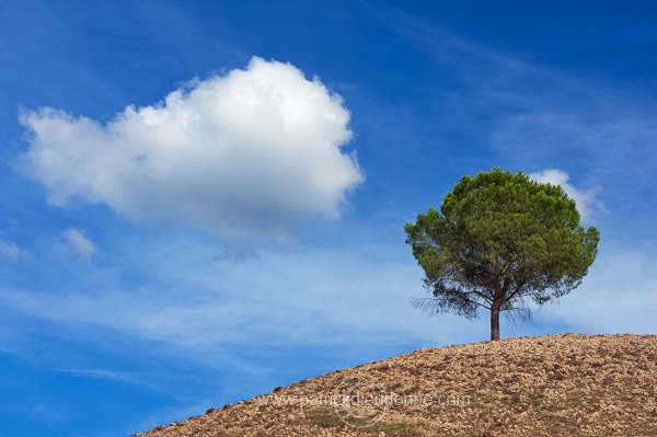 Pine tree and cloud, Tuscany - Pin et nuage, Toscane - it01798