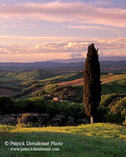 Tuscany, Cypress tree, Val d'Asso  - Toscane, Val d'Asso  12687