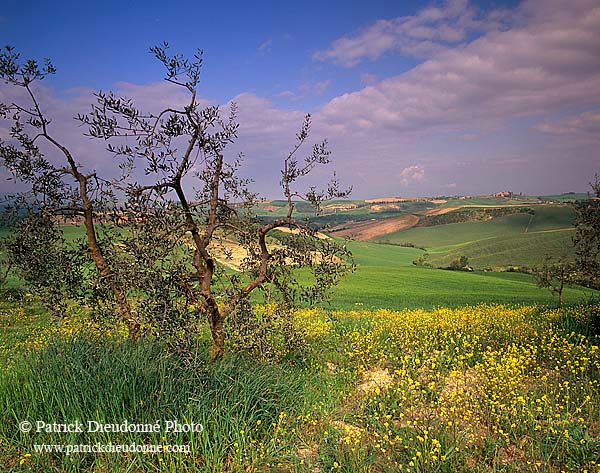 Tuscany, Olive tree, val d'Asso  - Toscane, olivier  12689