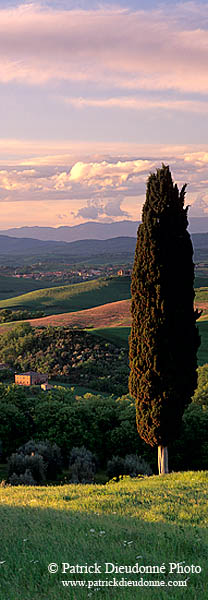 Tuscany, Cypress tree, Val d'Asso  - Toscane, Val d'Asso  12688