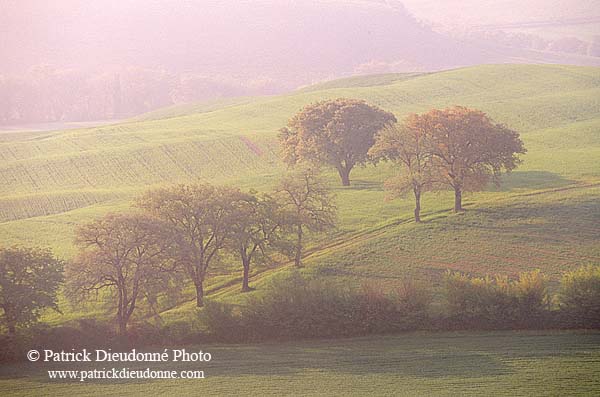 Tuscany, trees and countryside - Toscane, Val d'Orcia  12699