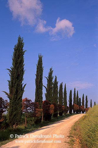 Tuscany, Cypress trees alley  - Toscane, allée de cyprès  12697