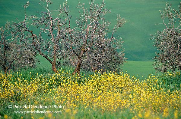 Tuscany, Olive trees, val d'Asso  - Toscane, oliviers   12690