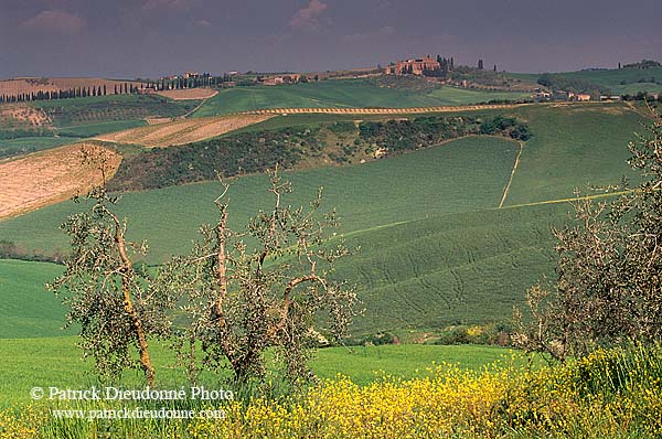 Tuscany, Olive trees, val d'Asso  - Toscane, oliviers   12691