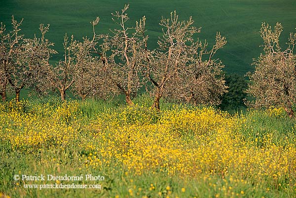 Tuscany, Olive trees, val d'Asso  - Toscane, oliviers   12693
