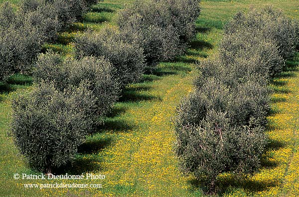 Tuscany, Olive trees, val d'Asso  - Toscane, oliviers   12712