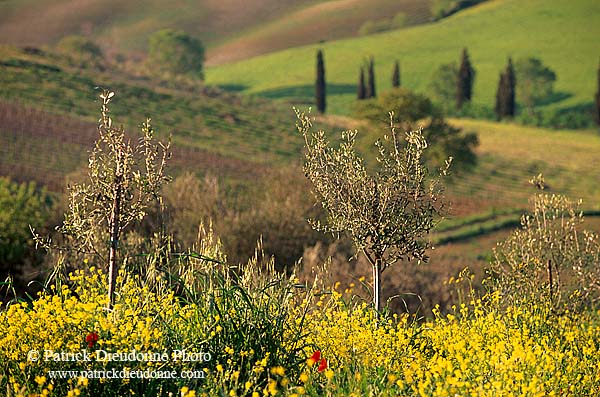 Tuscany, countryside in Val d'Orcia  - Toscane, Val d'Orcia  12722