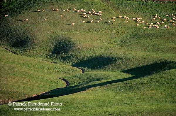 Tuscany, countryside in Val d'Orcia  - Toscane, Val d'Orcia  12732