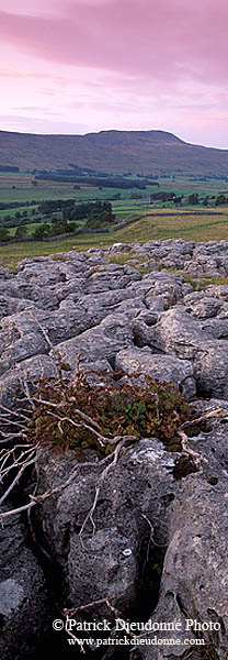 Limestone pavements, Yorkshire NP, England - Lapiez   12937