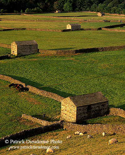 Swaledale, near Gunnister, Yorkshire Dales NP, England - Gunnister, Yorkshire Dales  12951