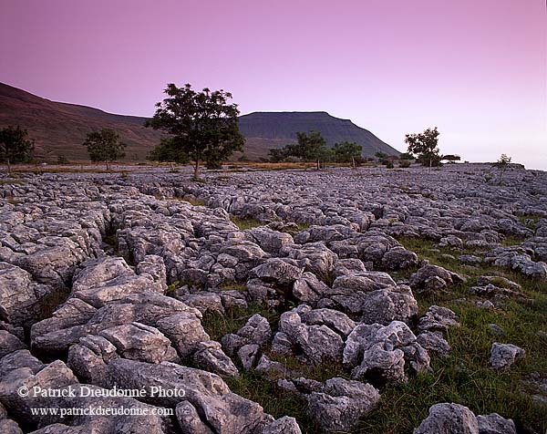 Limestone pavements, Yorkshire NP, England - Lapiez   12939