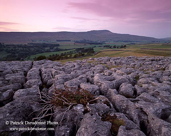 Limestone pavements, Yorkshire NP, England - Lapiez   12940