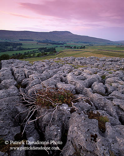 Limestone pavements, Yorkshire NP, England - Lapiez   12941