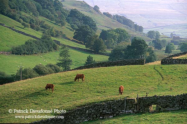 Swaledale (upper), Yorkshire NP, England -  Vallée de Swaledale 12802