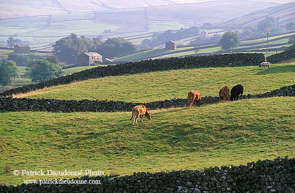 Swaledale (upper), Yorkshire NP, England -  Vallée de Swaledale 12803