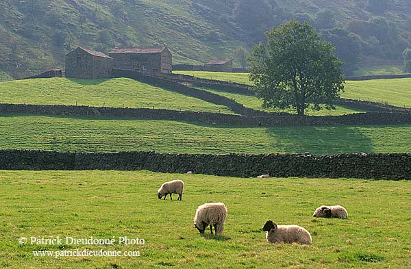 Swaledale (upper), Yorkshire NP, England -  Vallée de Swaledale 12804