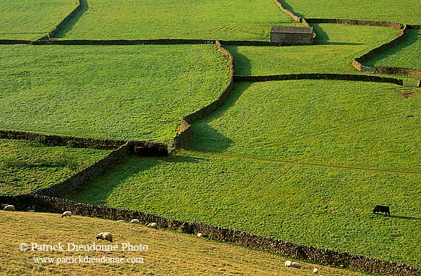 Swaledale; England, fields near Gunnister - Champs près Gunniste 12814