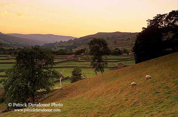 Swaledale; England, fields near Gunnister - Champs près Gunniste 12826