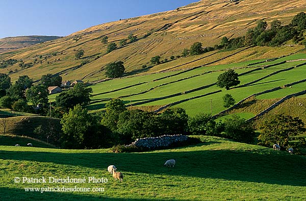 Swaledale (upper), Yorkshire NP, England -  Vallée de Swaledale 12828