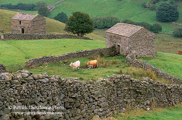 Arkengarthdale, Yorkshire NP, England - Ferme, Arkengarthdale   12853