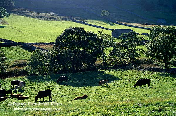 Wharfedale valley, Yorkshire NP, England -  Vallée de Wharfedale 12870