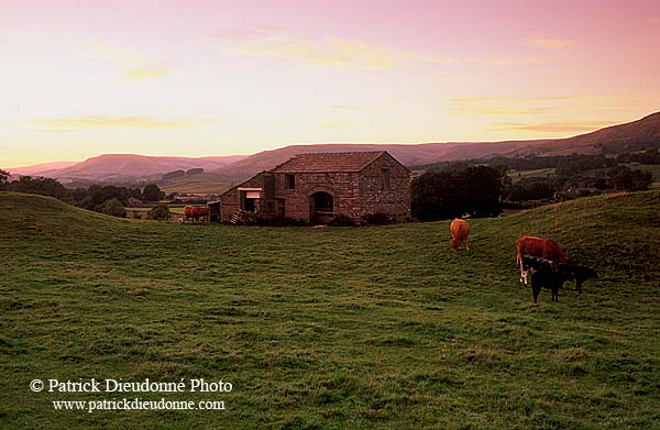 Wensleydale, Barn at sunset, Yorkshire Dales NP, England - Couchant   12878