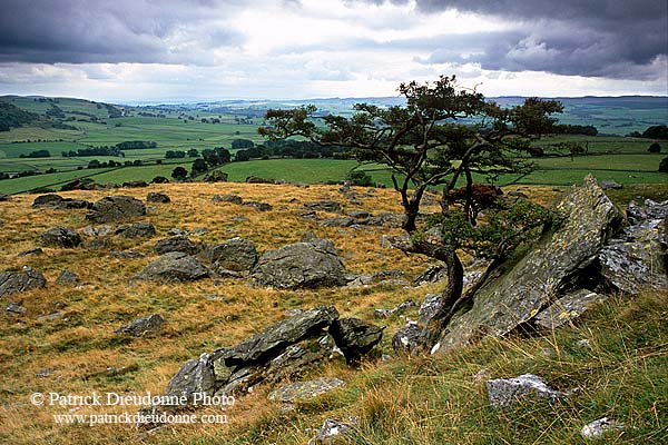 Norber erratics, Yorkshire NP, England - Erosion karstique   12903