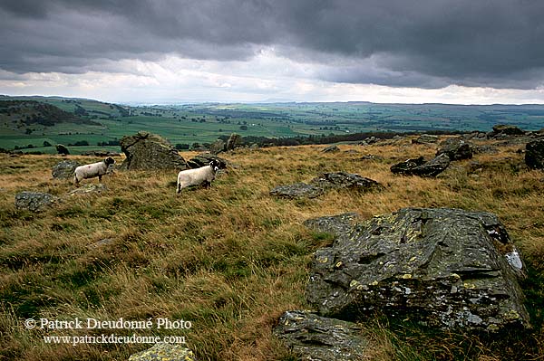 Norber erratics, Yorkshire NP, England - Erosion karstique   12905