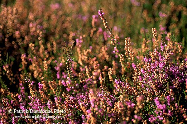 Heather, Yorkshire Dales NP, England -  Bruyère callune 12956