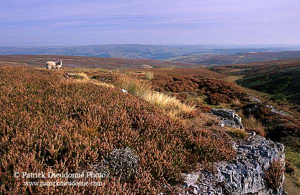 Heather moor, Yorkshire Dales NP, England -  Lande à Bruyère 12957