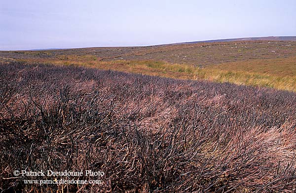 Heather moor, Yorkshire Dales NP, England -  Lande à Bruyère 12960