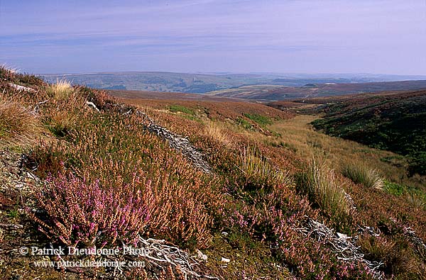 Heather moor, Yorkshire Dales NP, England -  Lande à Bruyère 12958